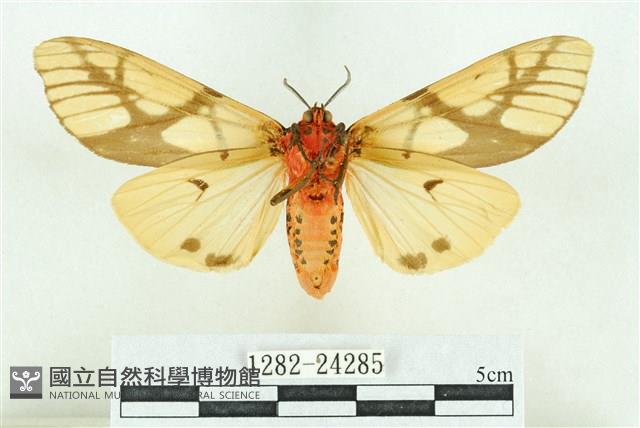 乳白斑燈蛾藏品圖，第2張