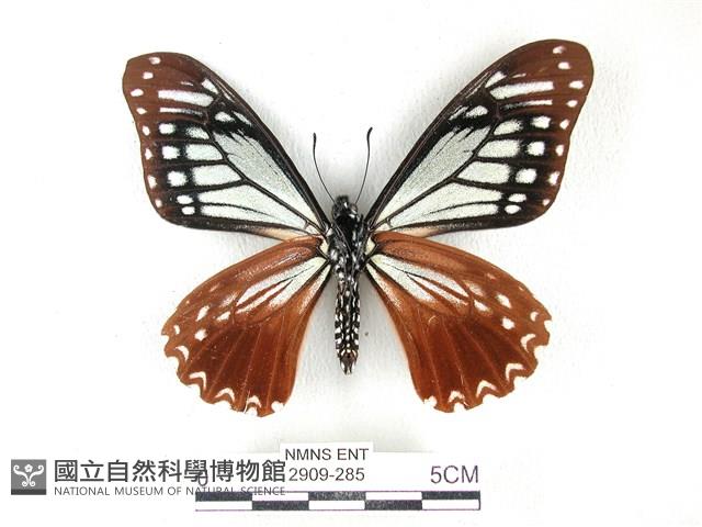斑鳳蝶藏品圖，第2張