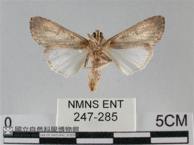 斜紋夜盜蛾藏品圖，第2張