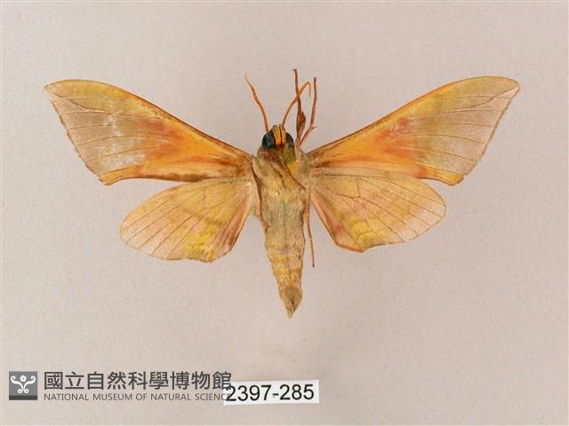 榆綠天蛾藏品圖，第2張