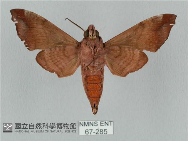 姬缺角天蛾藏品圖，第2張