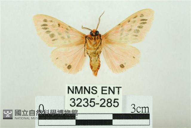 三條橙燈蛾藏品圖，第2張