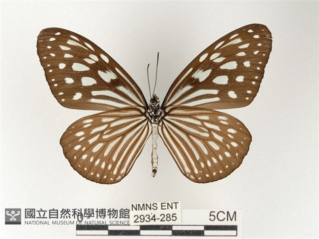 旖斑蝶藏品圖，第2張
