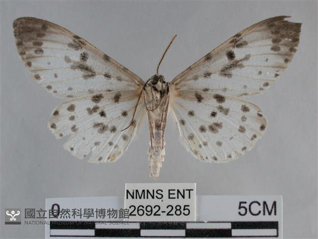 大胡麻斑星尺蛾藏品圖，第2張