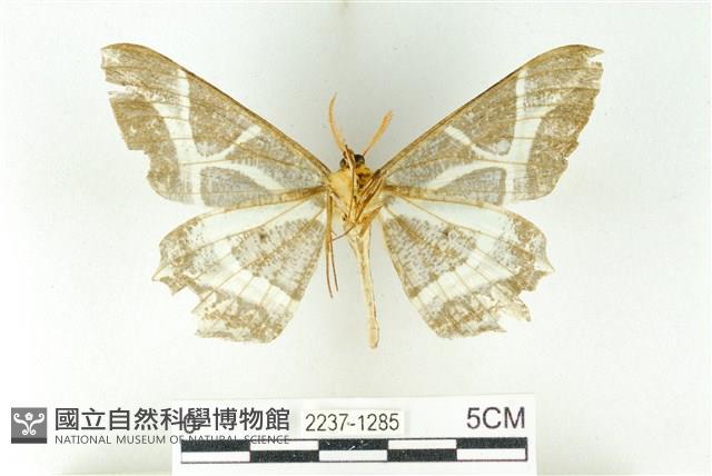 樹形尺蛾藏品圖，第2張