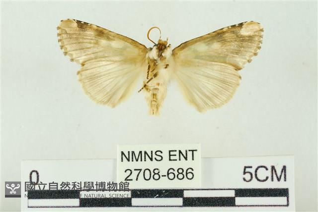 連珠波紋蛾藏品圖，第2張