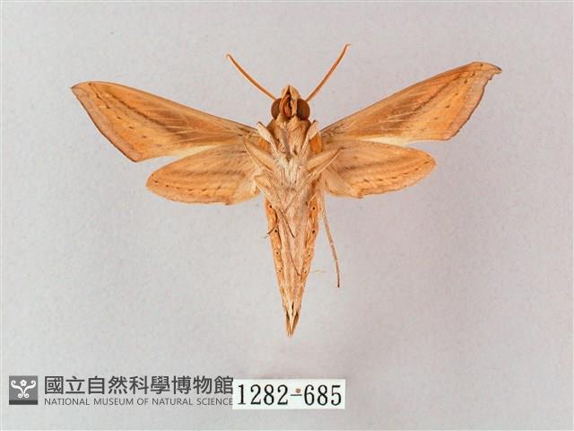 單斜紋天蛾藏品圖，第2張