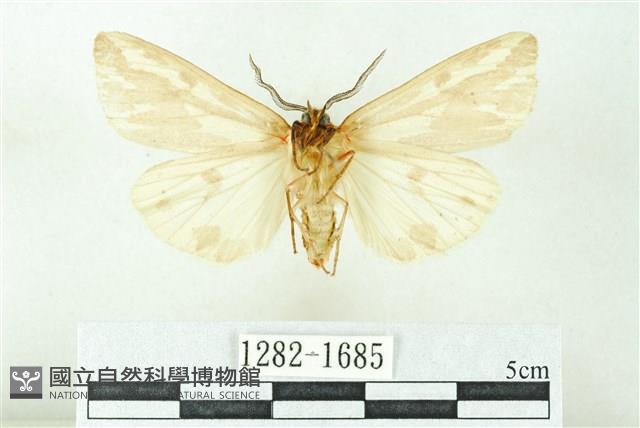 赭新污燈蛾藏品圖，第2張