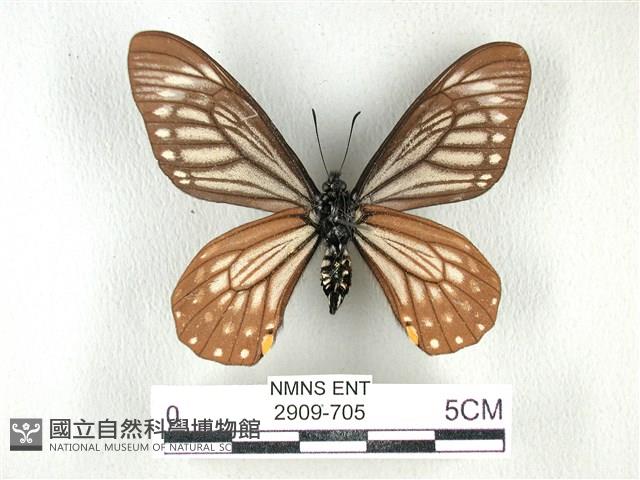 黃星斑鳳蝶藏品圖，第2張