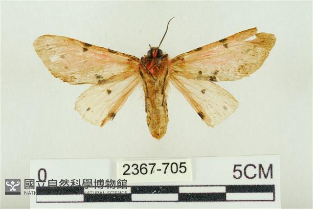 棍棒污燈蛾藏品圖，第2張