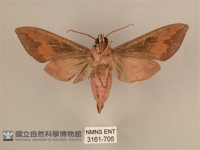 背中白天蛾藏品圖，第2張