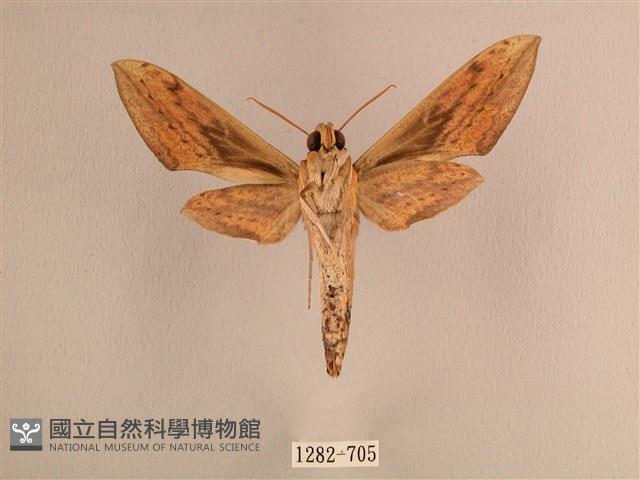 背線天蛾藏品圖，第2張