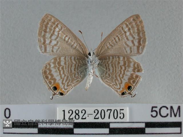 豆波灰蝶藏品圖，第2張
