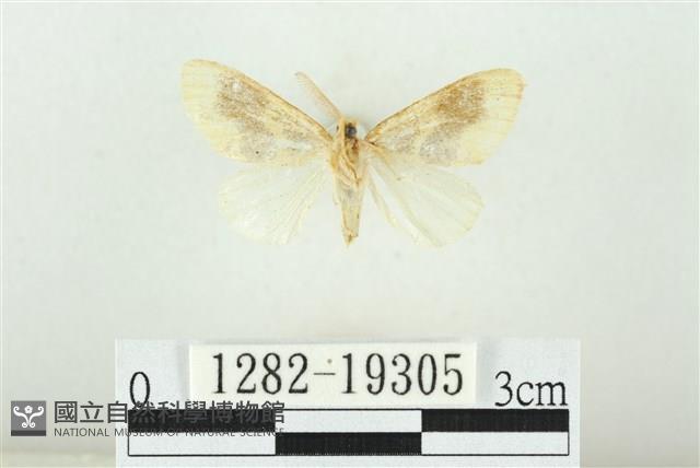寬紋黃毒蛾藏品圖，第2張