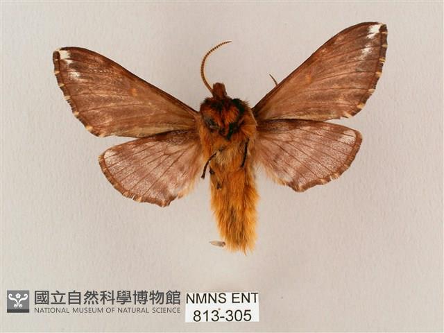 井上氏絨毛天蛾藏品圖，第2張