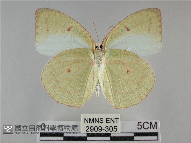 細波遷粉蝶藏品圖，第2張