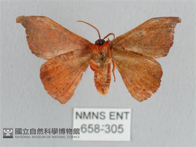 銀端帶鉤蛾藏品圖，第2張