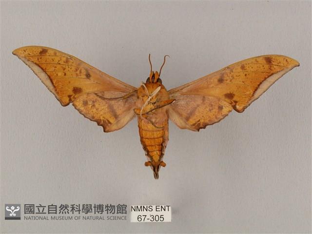 裂斑鷹翅天蛾藏品圖，第2張