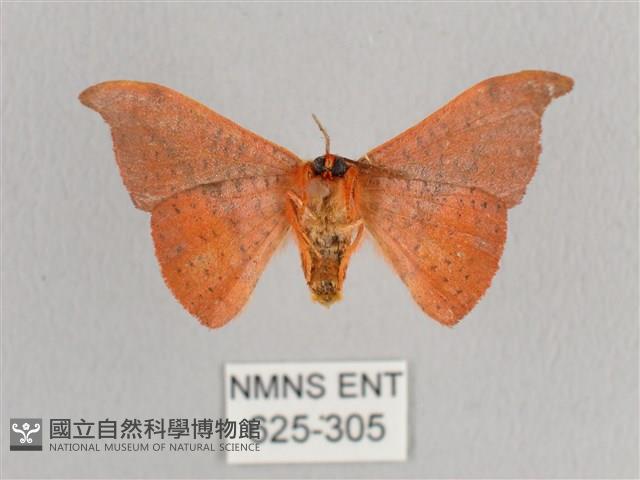 銀端帶鉤蛾藏品圖，第2張