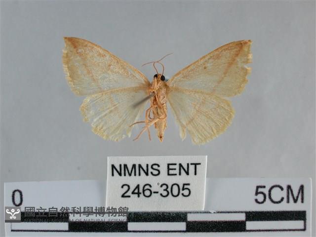 澄線尺蛾藏品圖，第2張