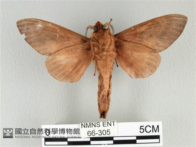 大褐斑枯葉蛾藏品圖，第2張