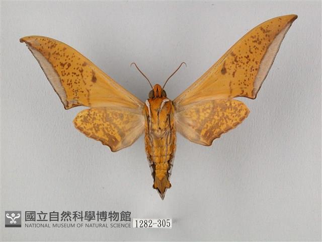 圓斑鷹翅天蛾藏品圖，第2張