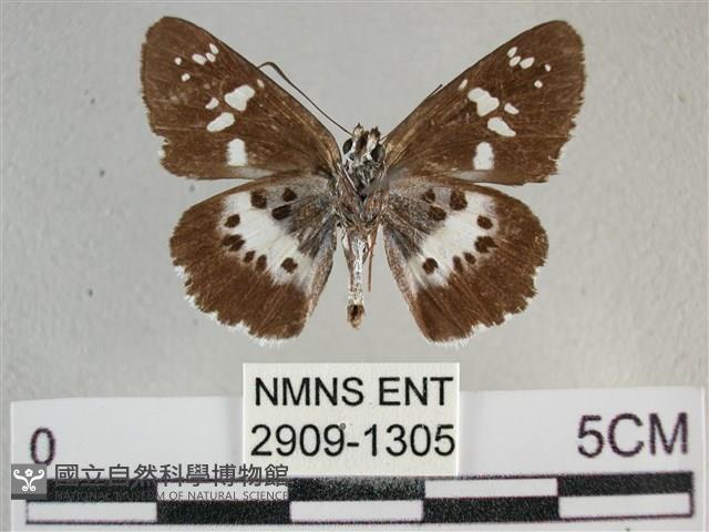 玉帶弄蝶藏品圖，第2張