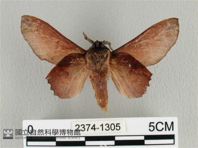 臺灣枯葉蛾藏品圖，第2張