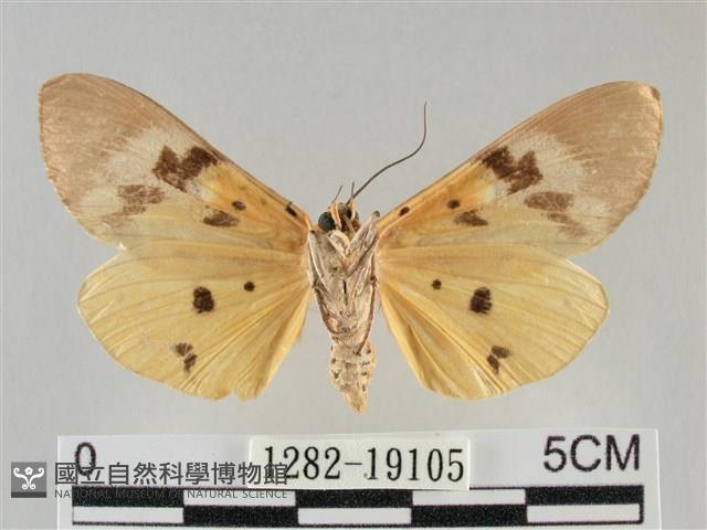 登錄號:001282-19105藏品圖，第2張