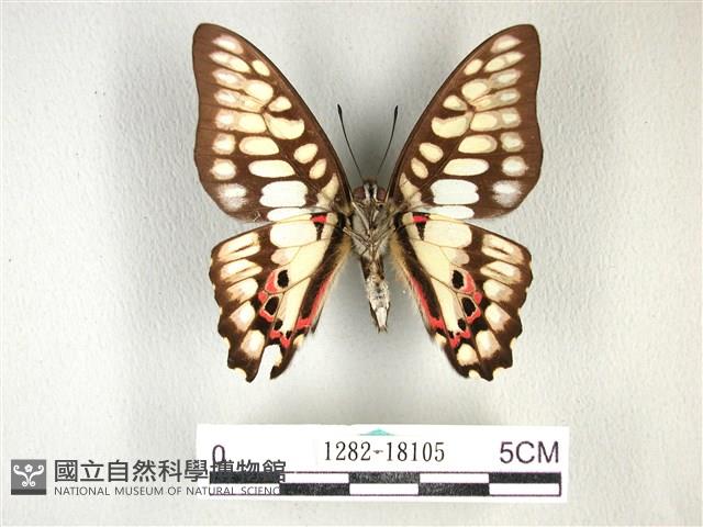 木蘭青鳳蝶藏品圖，第2張