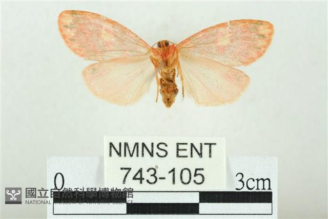 三色豔苔蛾藏品圖，第2張