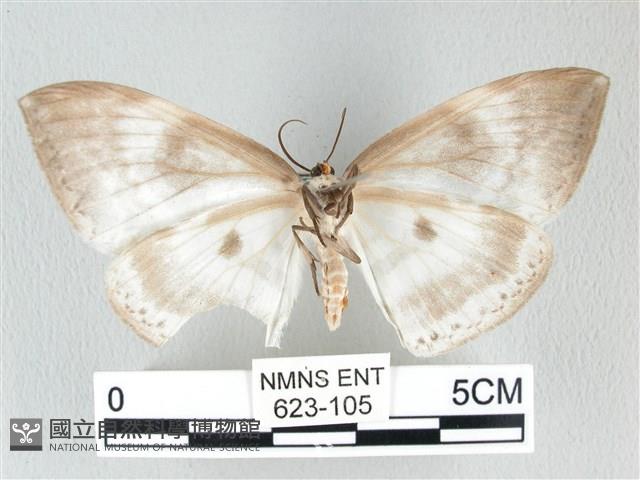 圓翅大鉤蛾藏品圖，第2張