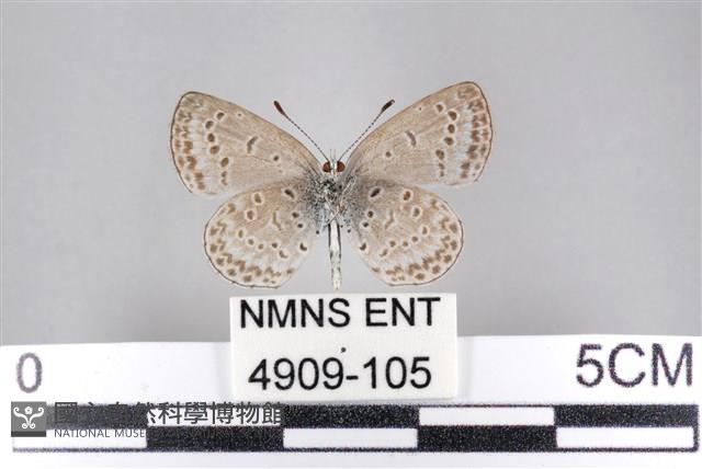 藍灰蝶沖繩亞種藏品圖，第2張