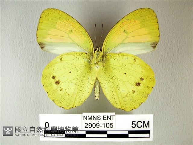 異粉蝶、雌白黃蝶藏品圖，第2張
