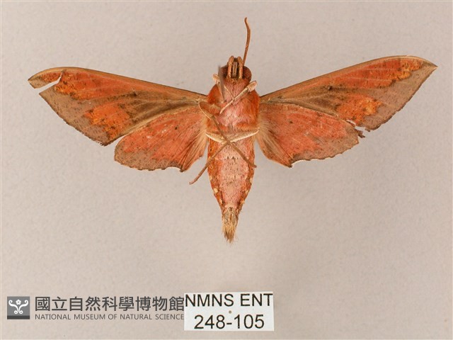雙斑白肩天蛾藏品圖，第2張