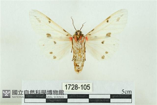 菊池污燈蛾藏品圖，第2張