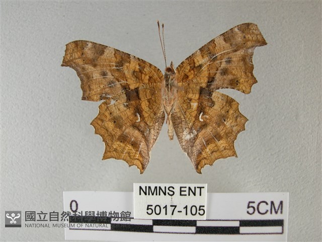 黃鉤蛺蝶藏品圖，第2張