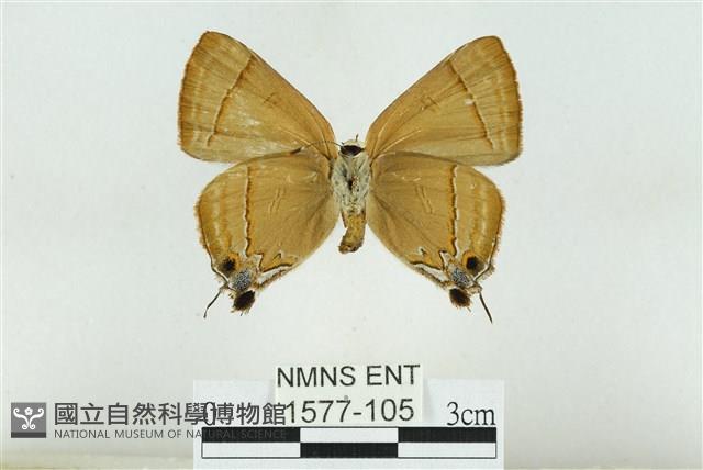 霓彩燕灰蝶藏品圖，第2張