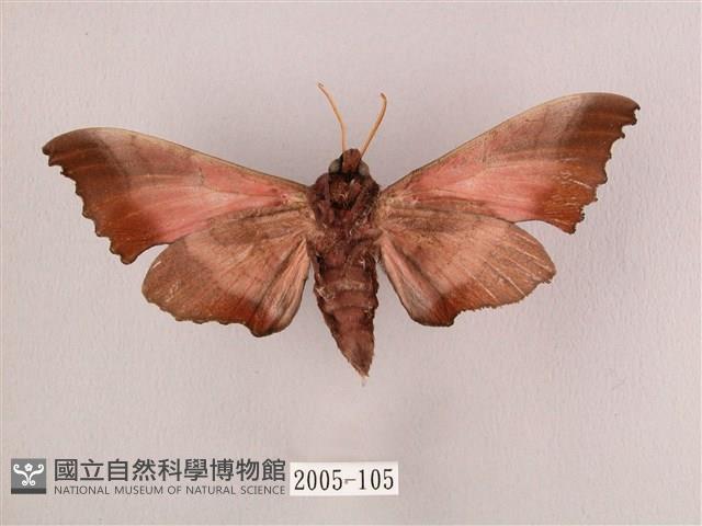 桃紅六點天蛾藏品圖，第2張