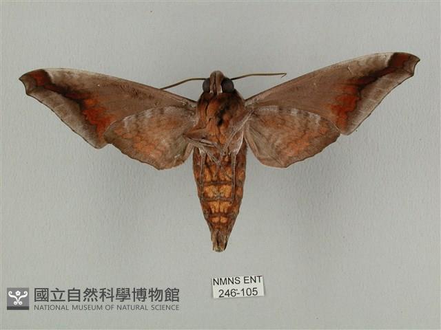 全緣缺角天蛾藏品圖，第2張