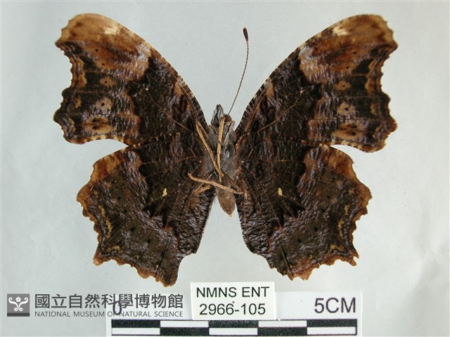 琉璃蛺蝶藏品圖，第2張