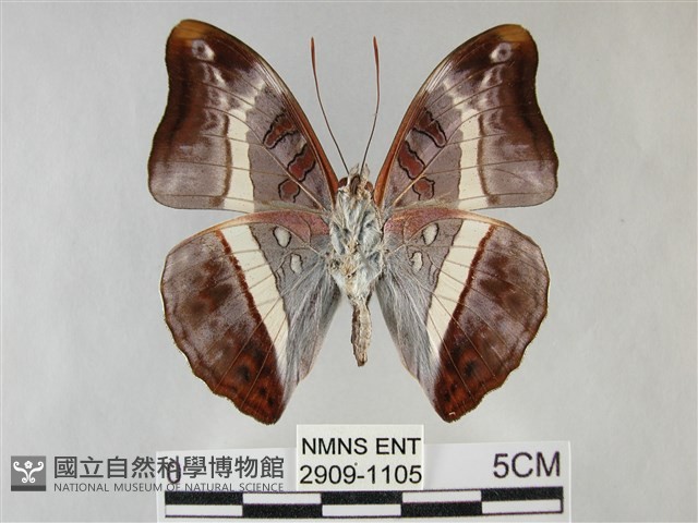 紫俳線蛺蝶藏品圖，第2張