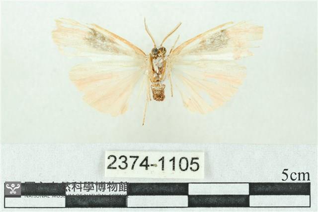 臺雪苔蛾藏品圖，第2張