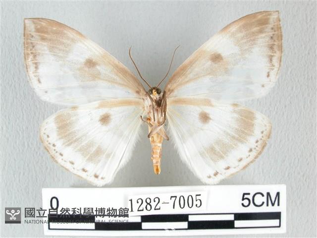圓翅大鉤蛾藏品圖，第2張
