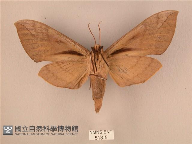 波紋豆天蛾藏品圖，第2張