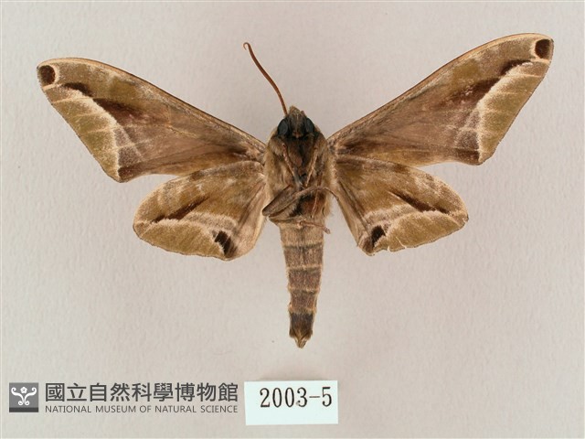 白點天蛾 藏品圖，第2張