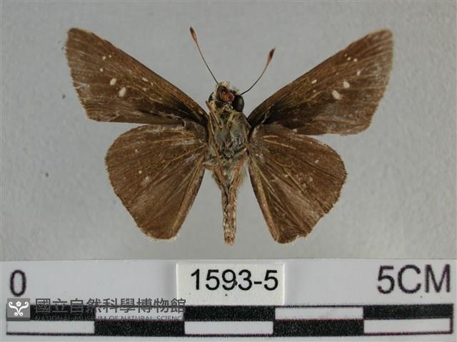 尖翅褐弄蝶藏品圖，第2張