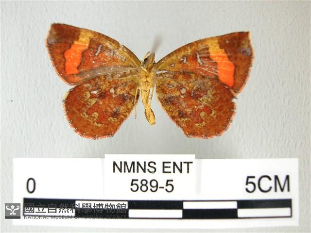 帶錨紋蛾藏品圖，第2張