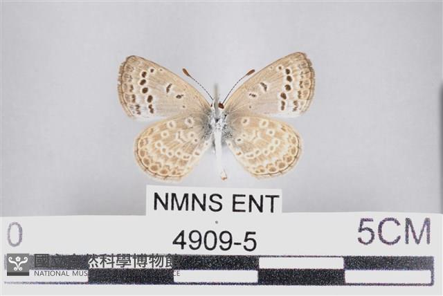 藍灰蝶沖繩亞種藏品圖，第2張