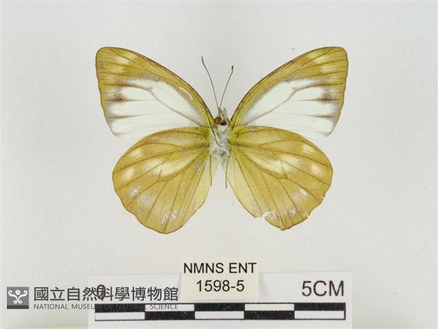 淡褐脈粉蝶藏品圖，第2張